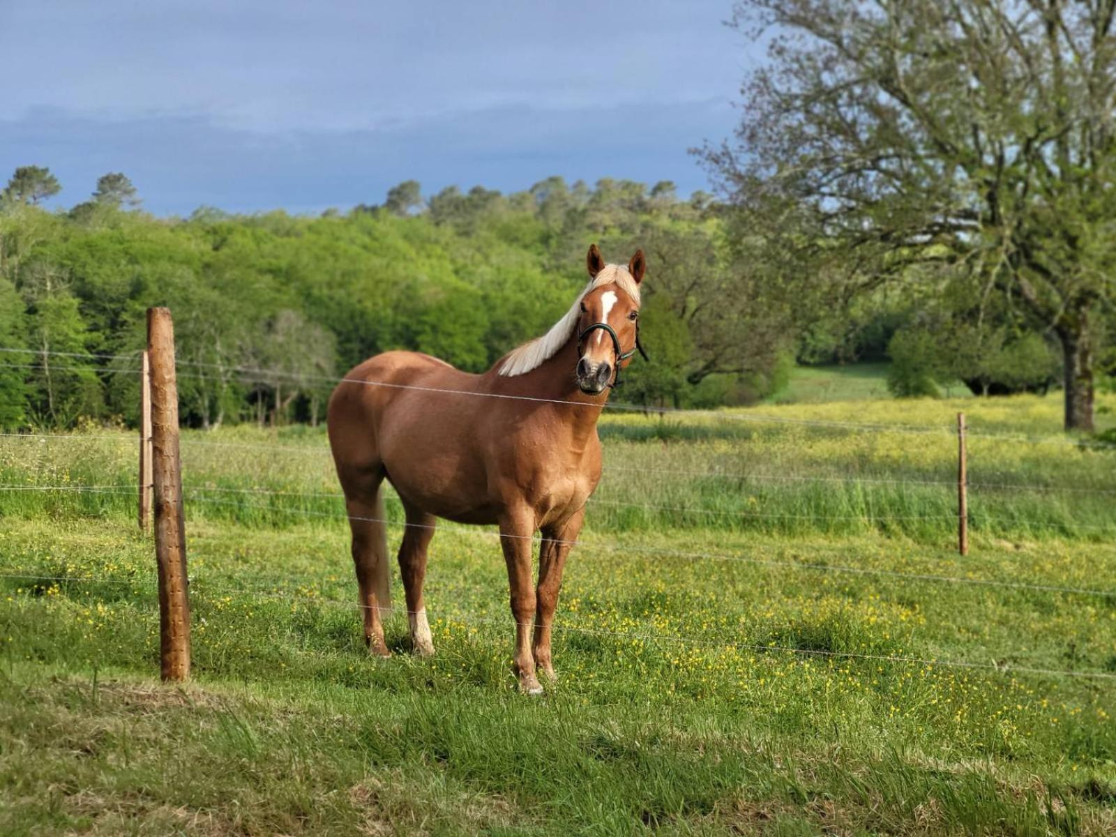 Maison Chaleureuse A La Campagne Payrignac Luaran gambar